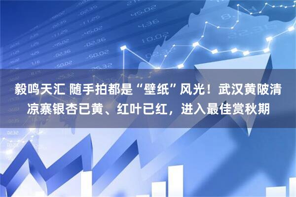 毅鸣天汇 随手拍都是“壁纸”风光！武汉黄陂清凉寨银杏已黄、红叶已红，进入最佳赏秋期